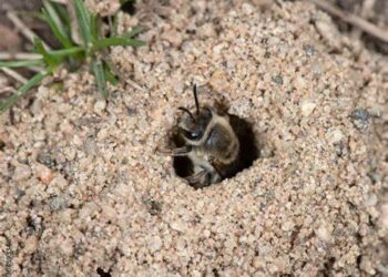 Neke se  solitarne pčele  gnijezde u tlu