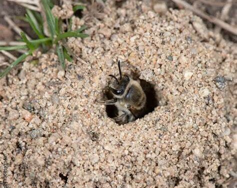 Neke se  solitarne pčele  gnijezde u tlu