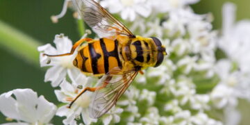 Miathropa florea